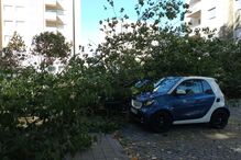 Queda de árvore no Porto