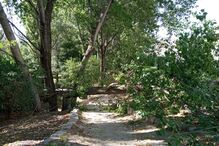 Árvore caiu no Porto