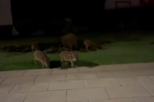 Javalis invadem zonas verdes da cidade