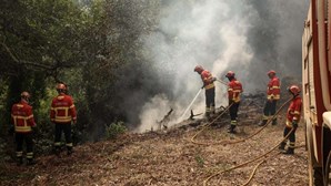 Governo anuncia apoio a apicultores afetados pelos incêndios de Aljezur, Monchique e Odemira