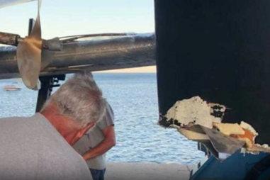 Grupo de orcas ataca veleiro em Sesimbra