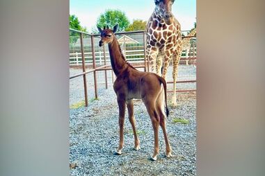 Girafa sem manchas, a única no mundo, nasce em jardim zoológico nos EUA