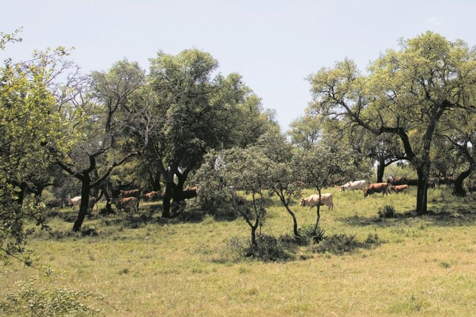 Sobreiros