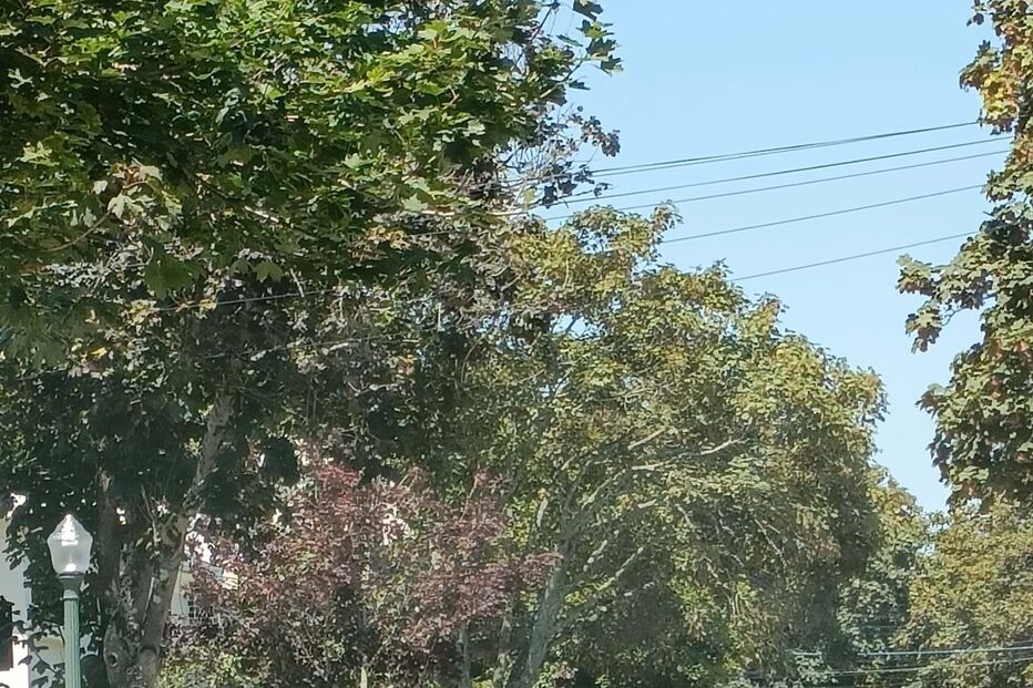 Árvore de grande porte atinge viatura