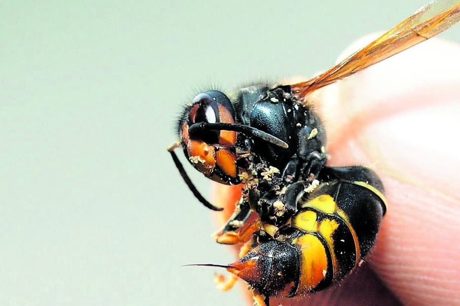 ‘Vespa velutina’ 