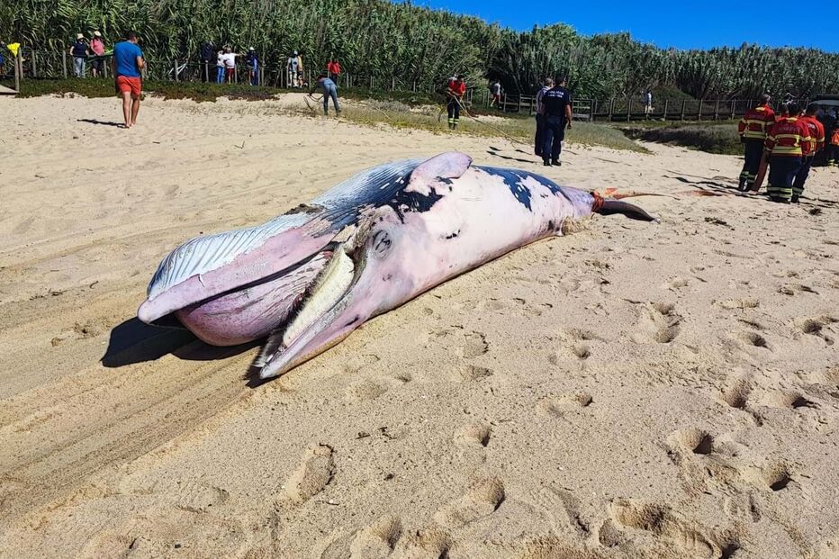 Baleia deu á costa na praia de Vila do Conde