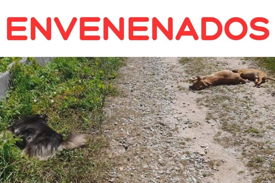 Quatro cães envenenados em Vila Verde