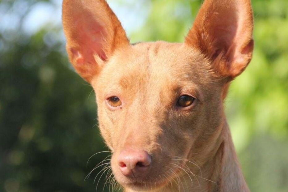 Cão