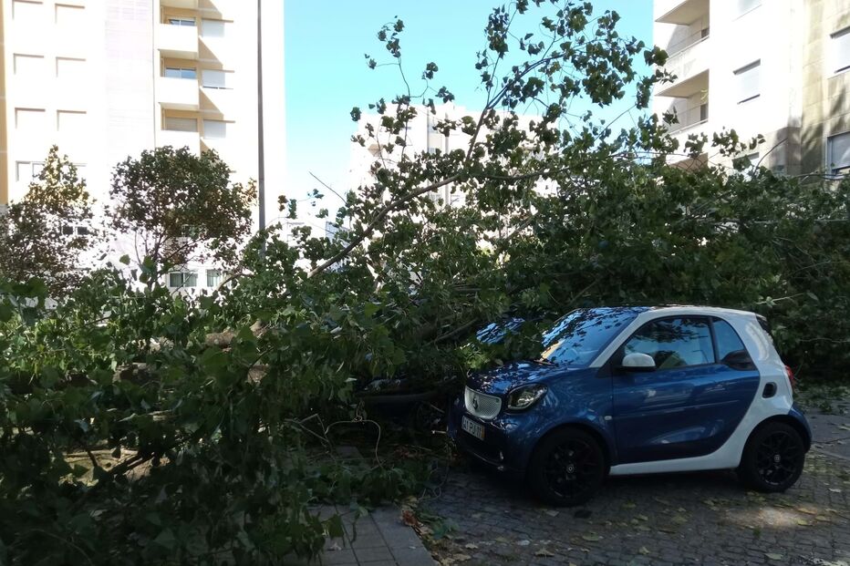 Queda de árvore no Porto