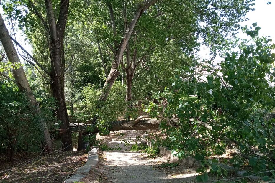 Árvore caiu no Porto