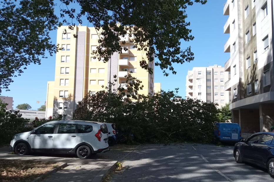 Árvore caída no Porto