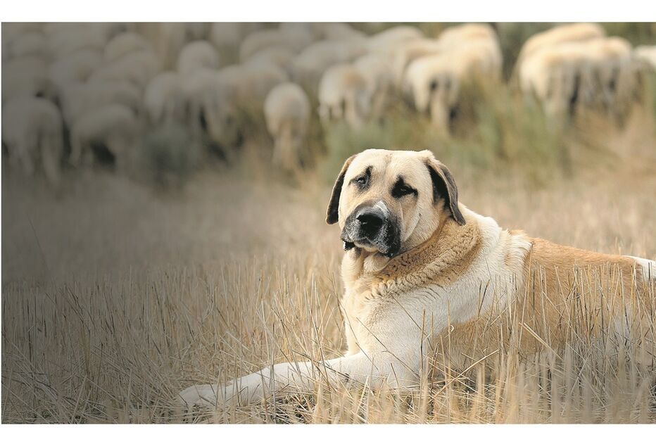 Cão de gado transmontano ficou ferido com gravidade