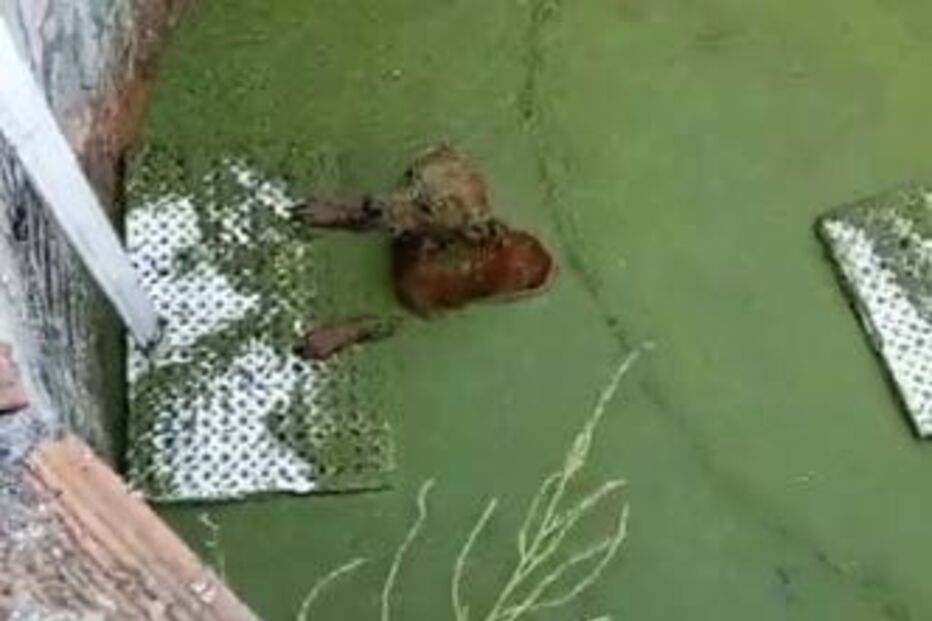 Dona encontra cão que estava perdido ao ver um direto no Facebook