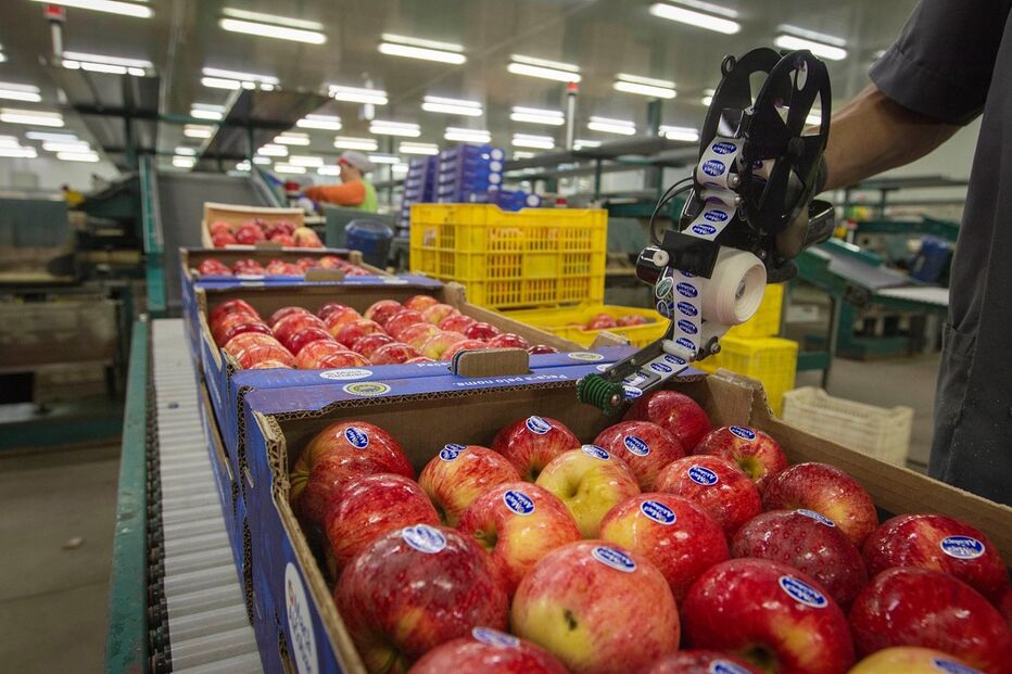 As exportações de frutas, legumes e flores ultrapassaram a barreira dos dois mil milhões de euros no conjunto do ano passado