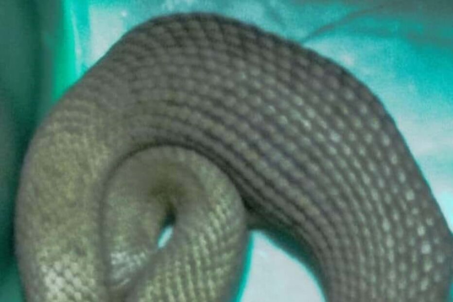 Cobra resgatada pelos Sapadores de Gaia