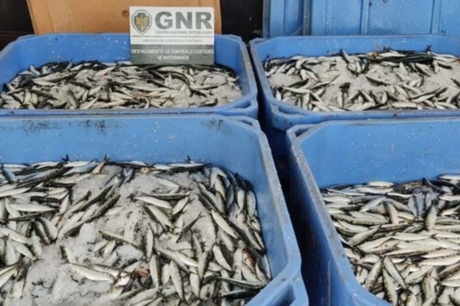 Mais de 7 toneladas de pescado apreendidos em Matosinhos e Viana do Castelo