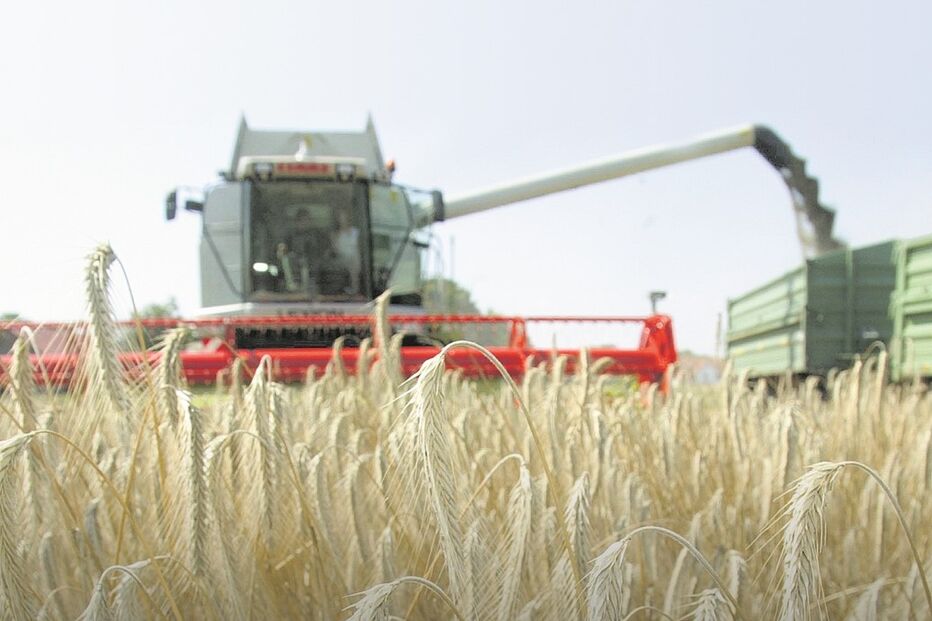 A colheita de trigo duro, utilizado para o fabrico de massas alimentares, caiu de 13 mil para as oito mil toneladas