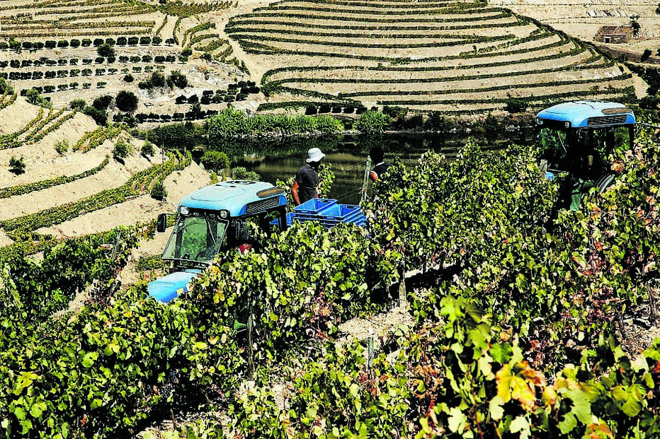 Vinhas no Douro