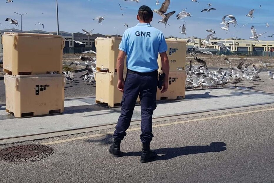 GNR apreendeu três toneladas de sardinha em Peniche