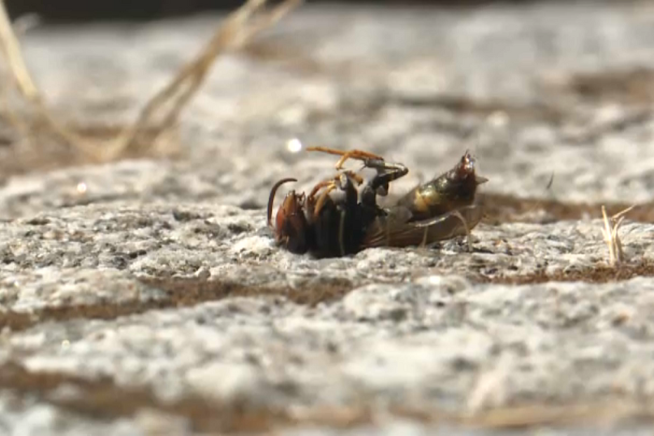 2023-08-22_10_50_18 vespas.png