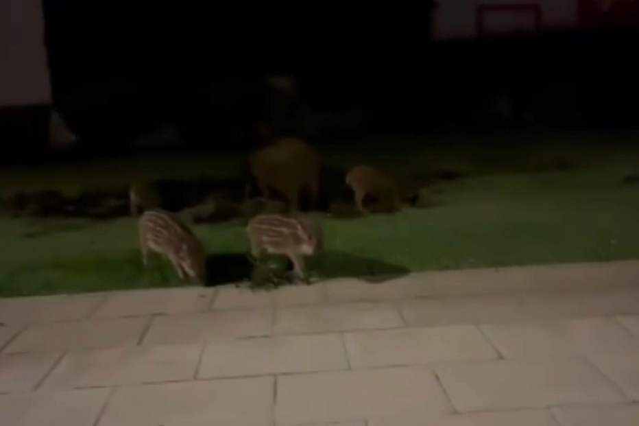 Javalis invadem zonas verdes da cidade