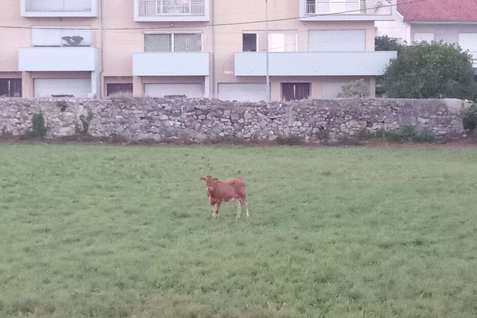Touros à solta nas ruas de Viana do Castelo