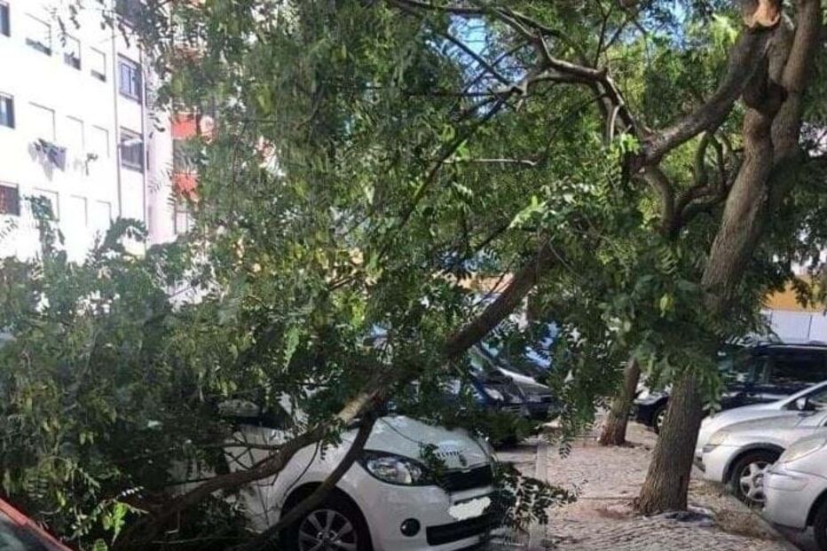 Vento provoca queda de ramos em Massamá
