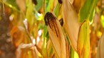 Chuvas sazonais favorecem campanha de milho em Cabo Verde