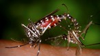 Mosquito capaz de transmitir dengue e zika detetado pela primeira vez em Lisboa