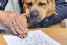 Boris Baguim assina contrato em Gondomar