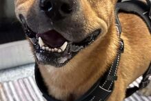 Boris Baguim assina contrato em Gondomar