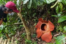 Rafflesia arnoldi é a maior flor do mundo