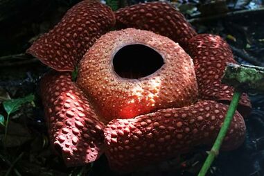 Rafflesia arnoldi é a maior flor do mundo