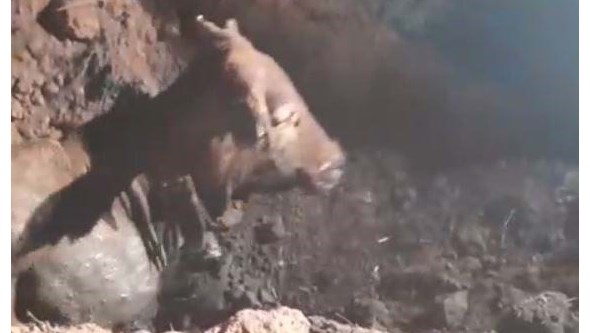 Bombeiros de Aljezur resgatam vaca presa num poço