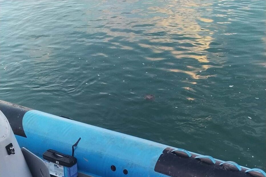 Apreendidas cerca de 1,1 toneladas de haxixe em alto mar a sul de Portugal