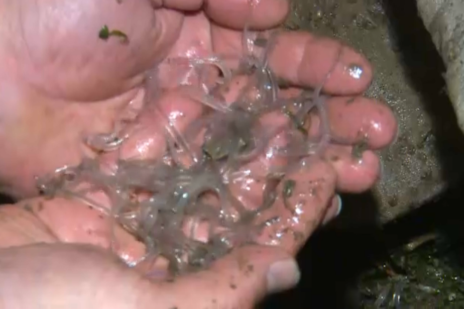 2023-09-06_11_50_56 meixão.png