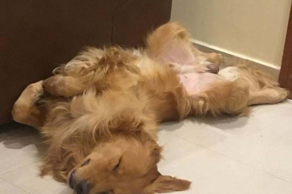 Churros tinha quase três anos