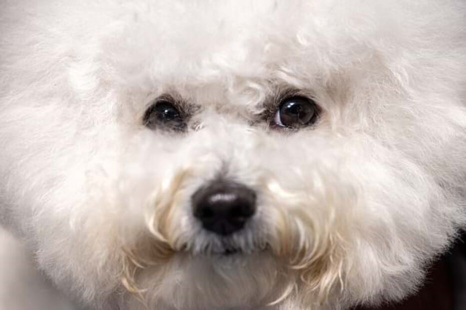 Cão do Bichon Maltez