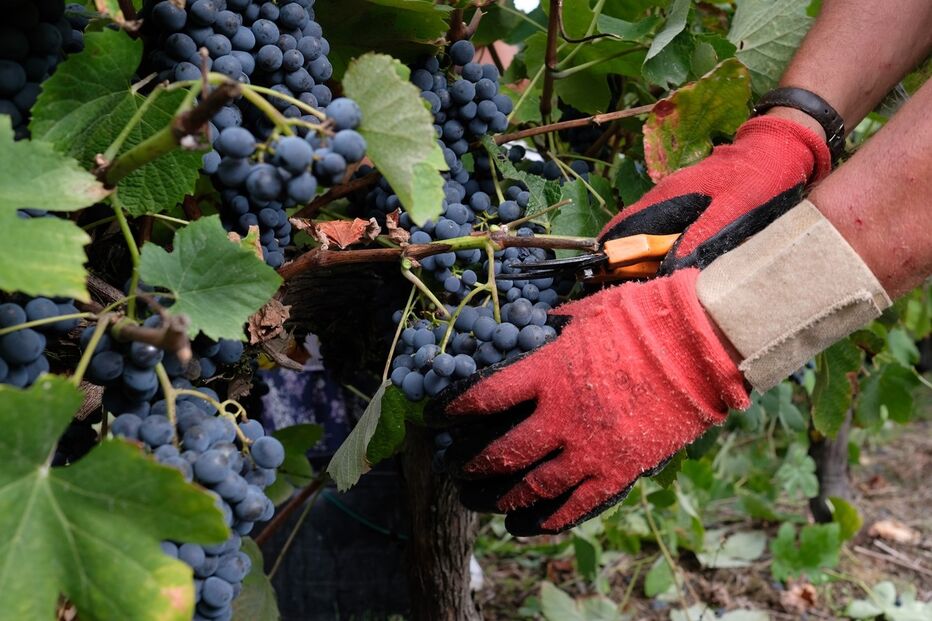 Milhares de produtores não conseguem vender as suas uvas