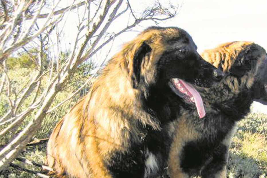 Cães da raça Serra da Estrela