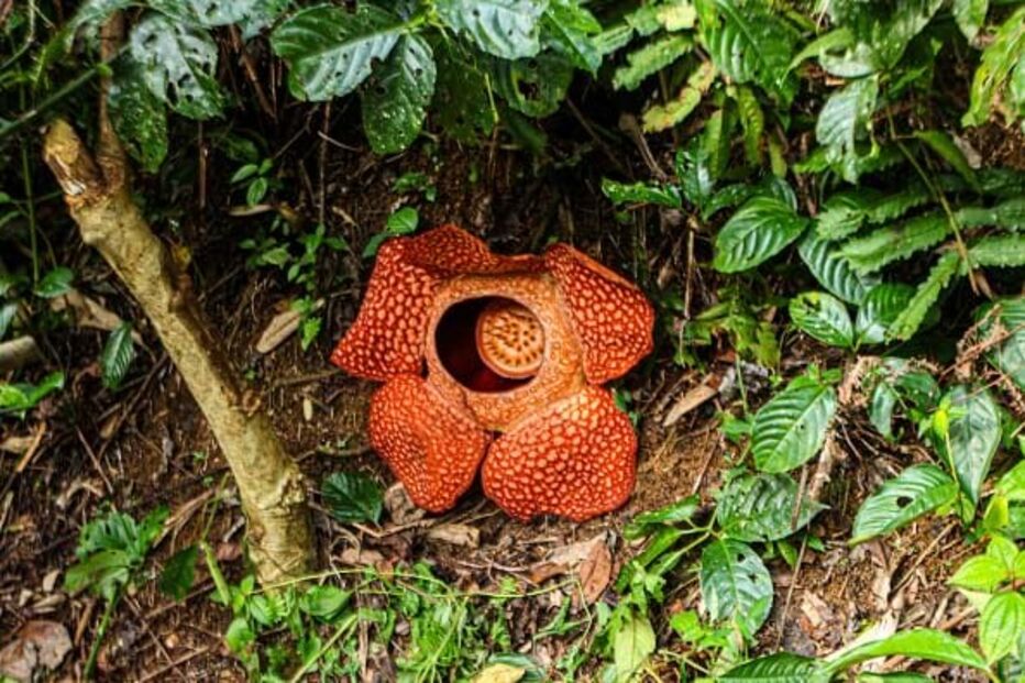Rafflesia arnoldi é a maior flor do mundo