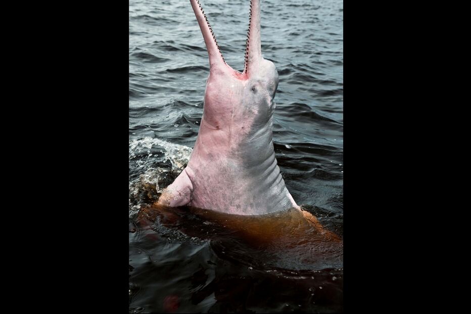 Golfinho cor-de-rosa