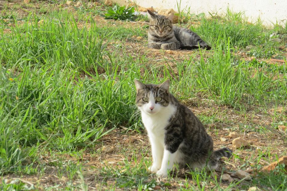 Banco Alimentar Municipal vai alimentar animais de rua em Lisboa