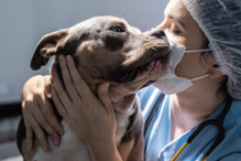 Tratados como humanos na doença