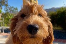 Alfred fazia parte da vida de Matthew há três anos