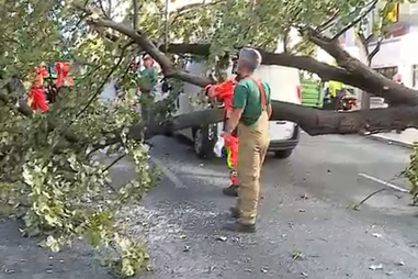 Queda de árvore atinge carrinha em Lisboa
