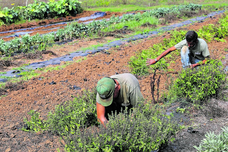 Exploração agrícola em Oeiras