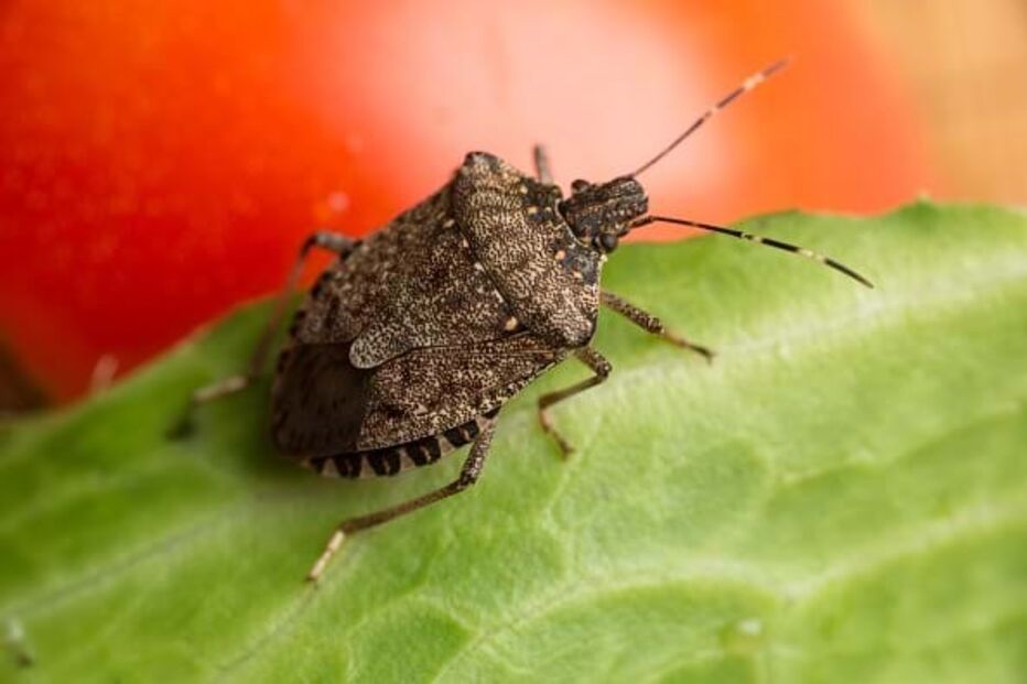 'Halyomorpha halys'