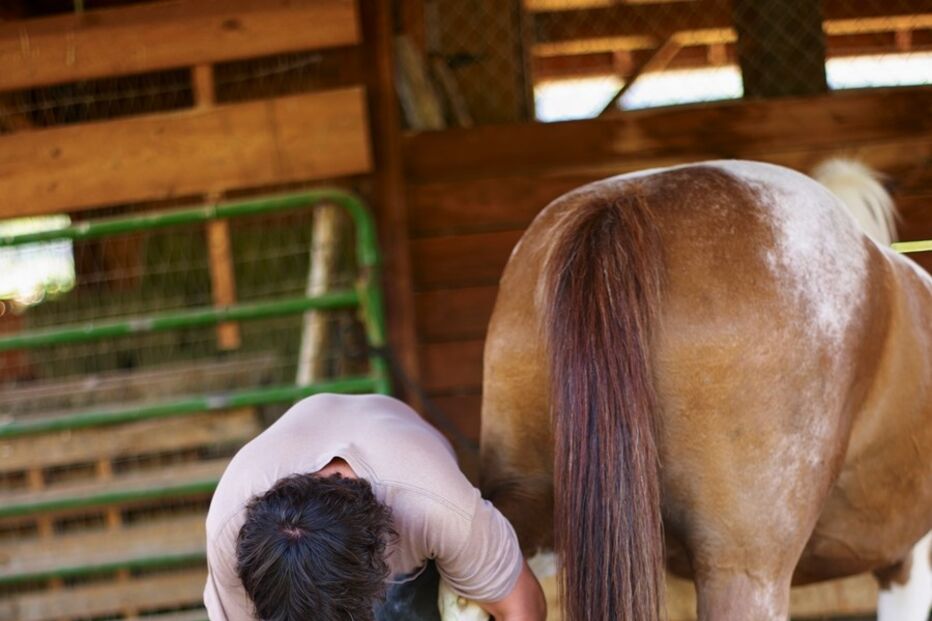 Trabalhos passavam pela limpeza e tratamento de animais