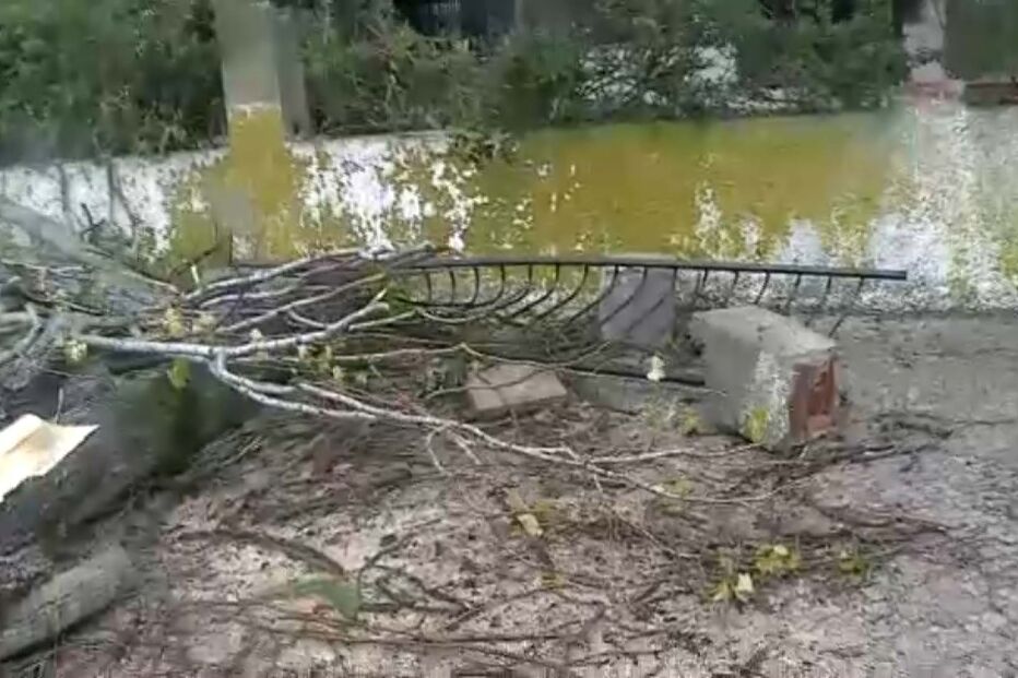 2023-10-17_10_50_31 ávore cai.jpg